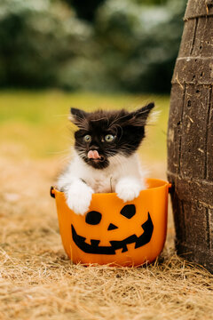 Cute black and white kitten sitting inside orange pumpkin bucket near wooden barrel outdoors for halloween holiday concept.