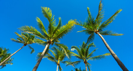 Tropical vacation scene. Green tropical palm texture. Palms leaf pattern. Nature tropical landscape. Summer background. Palm tree on blue sky. Tropical paradise. Exotic palm nature background. © Volodymyr
