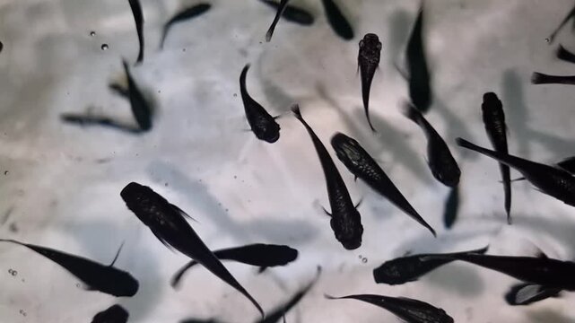 Small dark fish swimming in clear water viewed from above