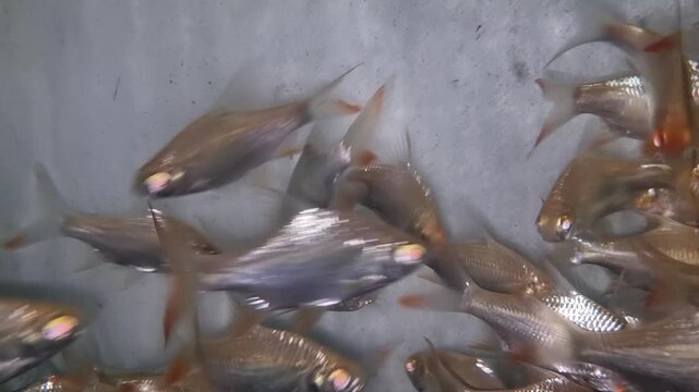 Group of silver fish swimming together in a shallow water tank