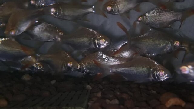 School of silver fish swimming underwater in a dark aquarium with a pebble substrate