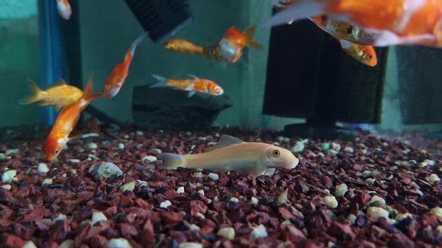 Various small goldfish swimming in a gravel bottom aquarium fish tank freshwater