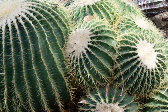 golden barrel cacti (Echinocactus grusonii) closeup displaying white new growth