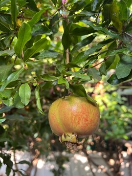 pomegranate garden, a ripe pomegranate, ants attacked the pomegranate 