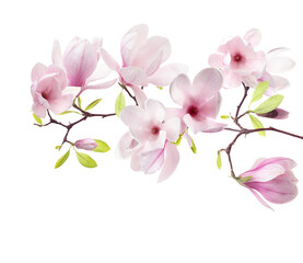 Blossoming magnolia branch with pink flowers isolated on white © New Africa