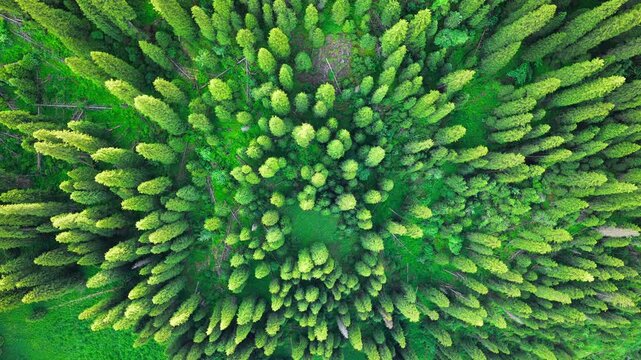 Aerial top down view of lush green spruce pine tree forest in Xinjiang, China, creating a striking natural pattern.