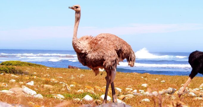 Two ostriches feed on the Atlantic Ocean shore at the Cape of Good Hope.