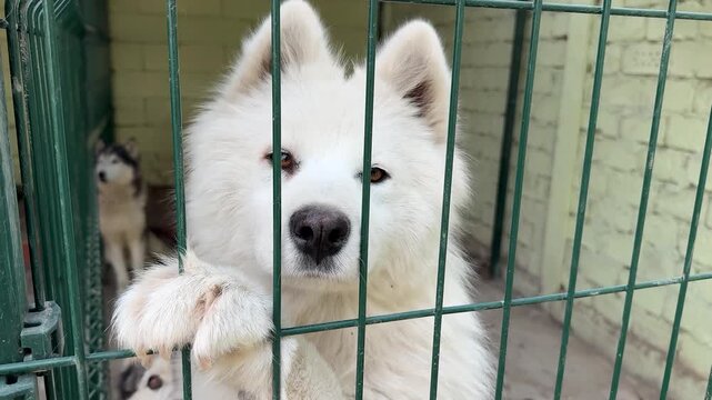 Three white huskies are visible positioned behind a metal cage structure looking directly outward, their fur appears thick and fluffy in the enclosure setting