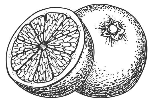 Orange fruit engraving. Hand drawn citrus icon