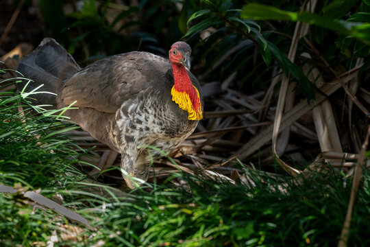 Australian brush-turkey (Alectura lathami), also known as the bush turkey or scrub turkey