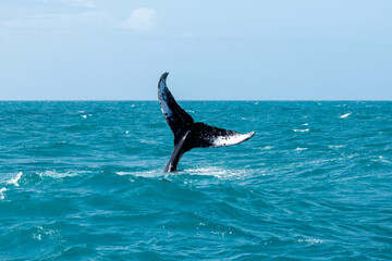 Humpback whale diving in ocean waters near a tropical coast under clear skies © nikopacheco