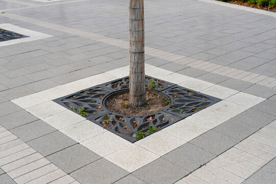 Protecting root system in urban landscape. Tree trunk growing through decorative black metal tree grate surrounded by grey paving stones. Real Photo
