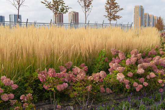Golden ornamental feather grass and pink hydrangea flowers in landscaping garden bed. Nature and design. Real Photo