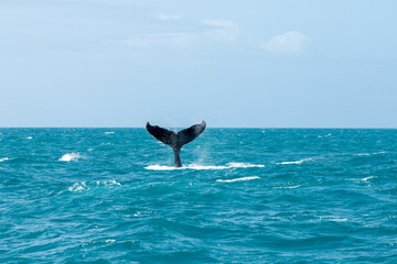 Humpback whale shows its tail above the water in the ocean © nikopacheco