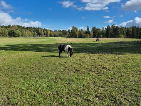 Small pinto pony grazing on green pasture field under clouds