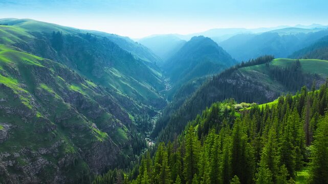 High angle view of a lush green mountain valley with dense pine forest and steep rocky slopes under a clear blue sky in Xinjiang, China.