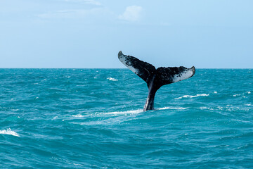 Humpback whale shows its tail while swimming in the ocean near a tropical coast © nikopacheco