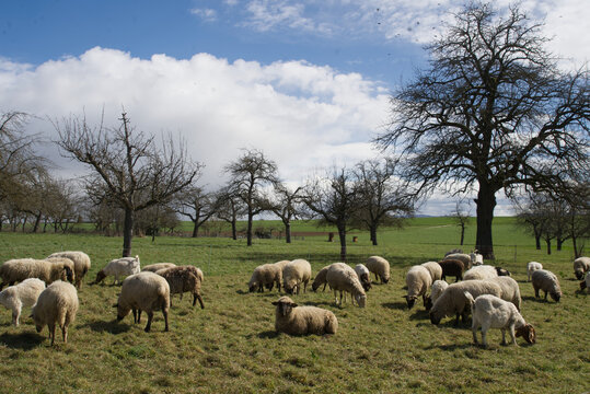 A flock of sheep grazes peacefully &ndash; one sheep watches the photographer.
