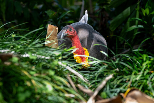 Australian brush-turkey (Alectura lathami), also known as the bush turkey or scrub turkey
