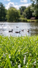 Obraz premium Dewdrops glisten on vibrant green grass in the foreground, with a serene lake and ducks swimming in the background, evoking a sense of peaceful nature.