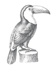 Fototapeta premium Black and white toucan illustration with detailed ink lines, vintage engraving style, and a perched tropical bird on a wooden stump. 