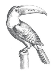 Fototapeta premium Black and white toucan illustration with detailed ink lines, vintage engraving style, and a perched tropical bird on a wooden stump. 