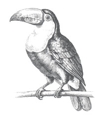 Fototapeta premium Vintage toucan illustration perched on a branch with detailed black and white line art. 