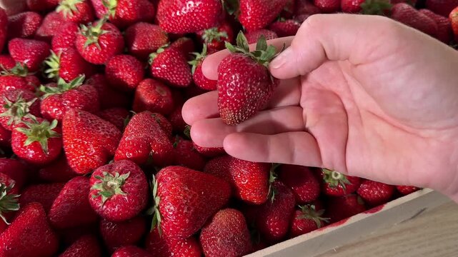 a person holds a single red strawberry over a large pile of red strawberries in a wooden container, showing the fruit in different hand positions