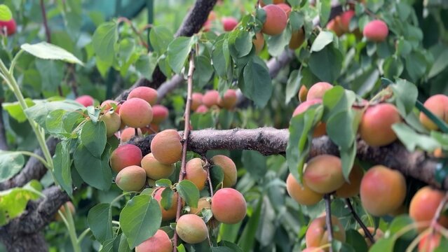 Ripe apricots hang from brown woody branches, surrounded by green leaves in an outdoor garden setting
