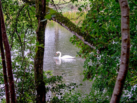 Mute swan on a lake framed by tree branches