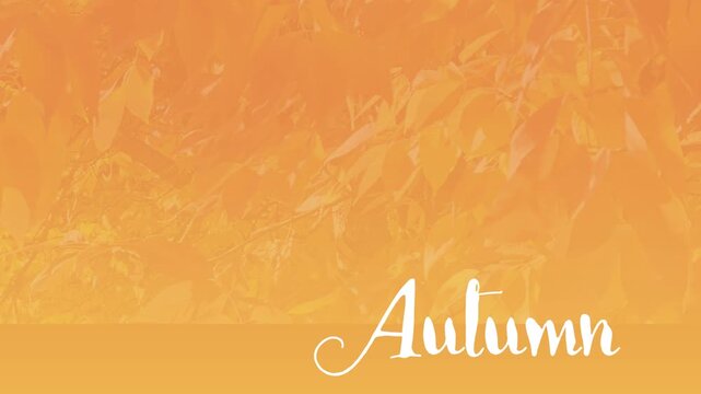 Animated "AUTUMN" Text w/Autumn or Fall Leaves Blowing gently in the Breeze on Tree Branch w/Gradient Overlay of Orange & Yellow-Background, backdrop, Border, Wallpaper, Frame 