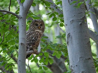Obraz premium Puszczyk Uralski w Beskidzie Małym. Strix uralensis, Ural Owl