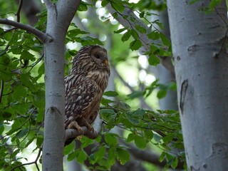 Puszczyk Uralski w Beskidzie Małym. Strix uralensis, Ural Owl © filozofgrecki