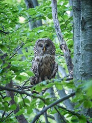 Puszczyk Uralski w Beskidzie Małym. Strix uralensis, Ural Owl © filozofgrecki