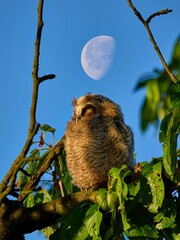 Uszatka (zwyczajna), sowa uszata - Asio otus, long-eared owl   © filozofgrecki