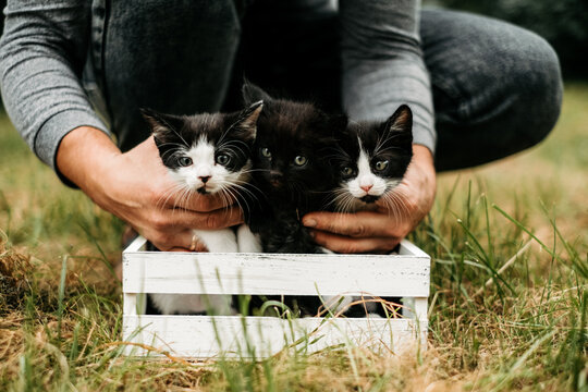 Cute three kittens in a white wooden crate with human hands outdoors.