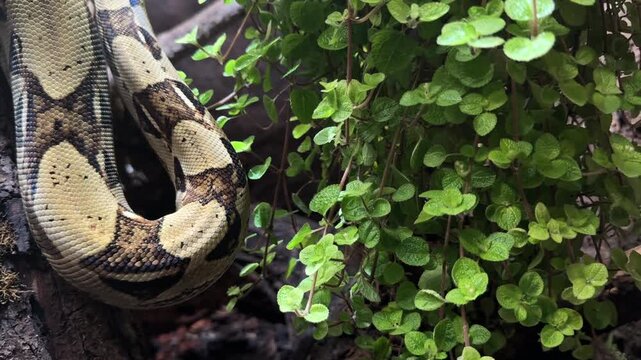 Boa constrictor snake on tree branch, Central and South America reptile, zoology, animal life observation and research.