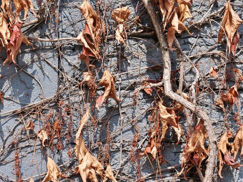 Close-up of thick withered ivy roots and dry brown leaves clinging to a painted gray rough stone wall texture.