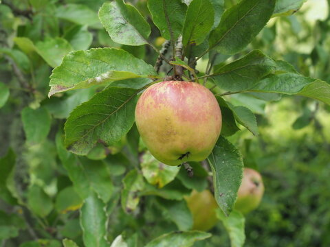 Apple variety Melrose ripening on a tree