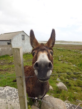A funny donkey on an Irish island. The donkey looks playfully into the camera. Behind him, you can see his pasture, his shed, and the sea.