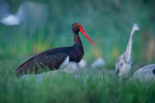 Black Stork, Ciconia nigra, foraging in grassy wetland meadow among grey herons and egrets, dark iridescent plumage, red bill and legs, rare elusive European wading bird wildlife photography