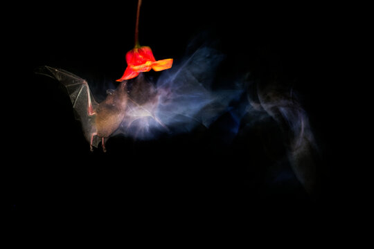 Pallas's Long-tongued Bat, Glossophaga soricina, hovering nectar-feeding bat with blurred wings, red tubular flower, night flight, nocturnal pollinator of Central and South American rainforests