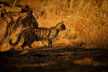 Feral cat Felis catus, domestic cat living wild, tabby striped coat walking through golden dry grass near rocks at sunset, invasive predator species, warm backlit wildlife photography, rural scene © phototrip.cz