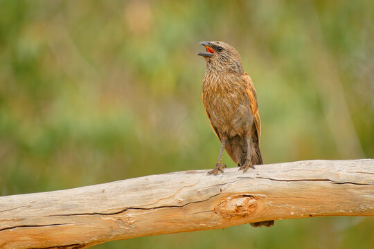 Apostlebird (Struthidea cinerea) perched calling with open beak on weathered branch, grey-brown plumage, social mudnester of inland Australian woodland, communal breeding songbird portrait.