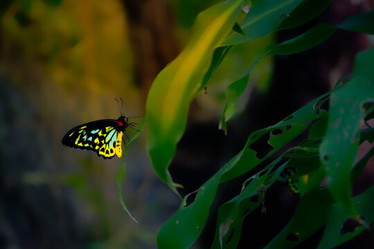 Cairns Birdwing (Ornithoptera euphorion) male butterfly resting on leaf, iridescent green and black wings, yellow abdomen, tropical rainforest of Queensland, Australia's largest native butterfly.