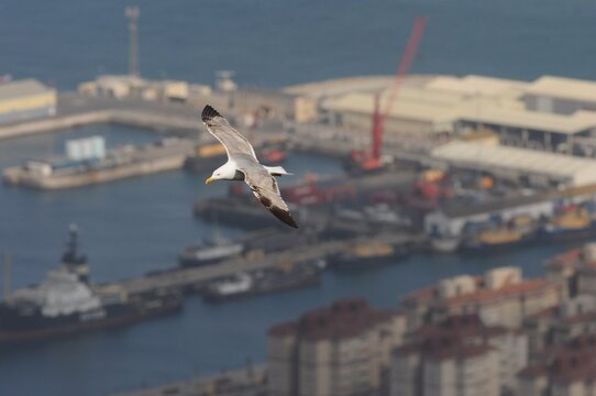 Mediterranean gull Ichthyaetus melanocephalus soaring in flight over industrial harbor, grey wings and black wingtips, cranes and cargo ships below, coastal port city, European seabird in urban skies