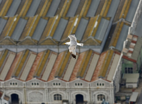 Mediterranean gull Ichthyaetus melanocephalus gliding above old warehouse rooftops in Andalusia, Spain, grey wings, black wingtips, urban coastal seabird, historic architecture, European wildlife