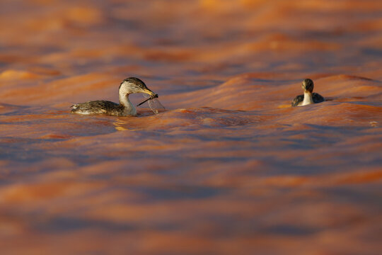 Hoary-headed Grebe (Poliocephalus poliocephalus) swimming with dragonfly catch in golden sunset light, second grebe nearby, aquatic diving bird, Australian wetland lake, feeding scene shown.