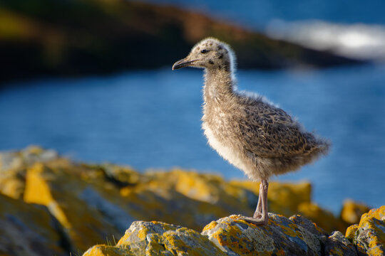 Herring gull Larus argentatus downy chick standing on lichen-covered rocky shoreline, mottled camouflage plumage, seabird nesting colony, blue sea background, European Atlantic coast wildlife scene
