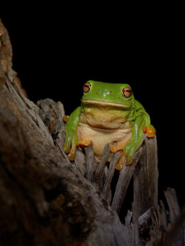 Australian green tree frog Ranoidea caerulea, commonly White's tree frog, front-facing portrait with plump body and golden eyes, perched inside hollow tree stump crevice, nocturnal Australian wildlife
